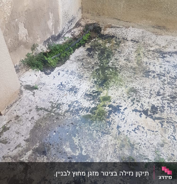 צינור מים דולף על רצפה רטובה עם צמחייה